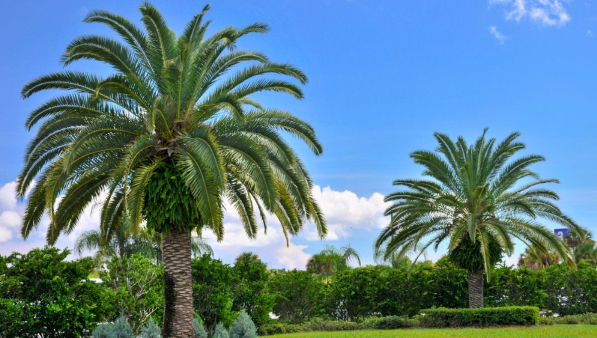 Cada palma, cada fruto y cada litro de aceite nos recuerda la magnitud de un recurso que influye en la alimentación, la industria y el comercio global. Cada palma, cada fruto y cada litro de aceite nos recuerda la magnitud de un recurso que influye en la alimentación, la industria y el comercio global.
