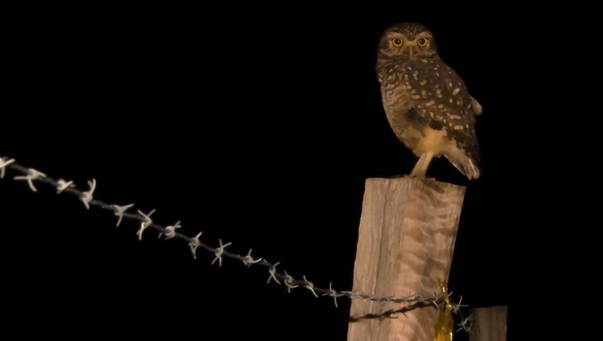 Ver una lechuza significa que es momento para que explores nuevas experiencias.