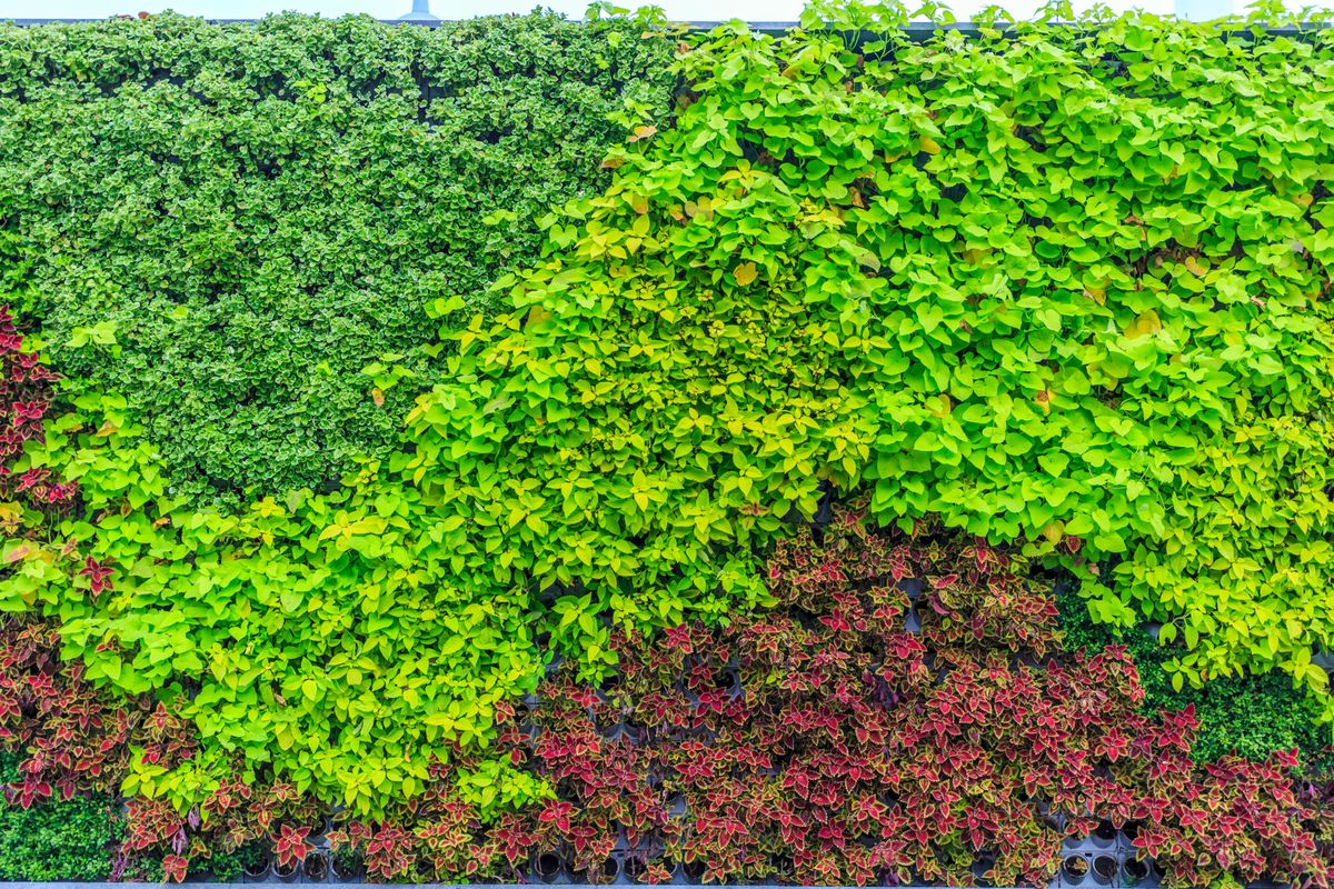 Instalar un jardín vertical, cambiará por completo el aspecto de la terraza. Imagen: Magnific. Instalar un jardín vertical, cambiará por completo el aspecto de la terraza. Imagen: Magnific.