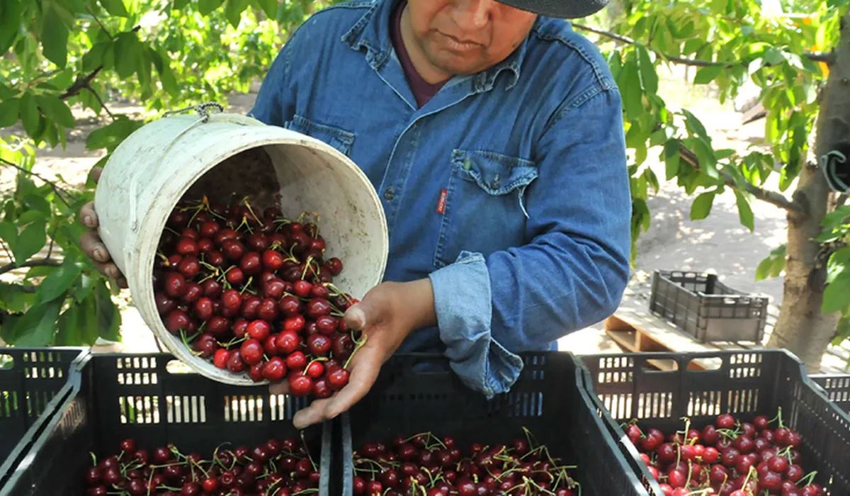 Cerezas mendocinas. Federico Sturzenegger anunció la desregulación en la industria de la fruta.