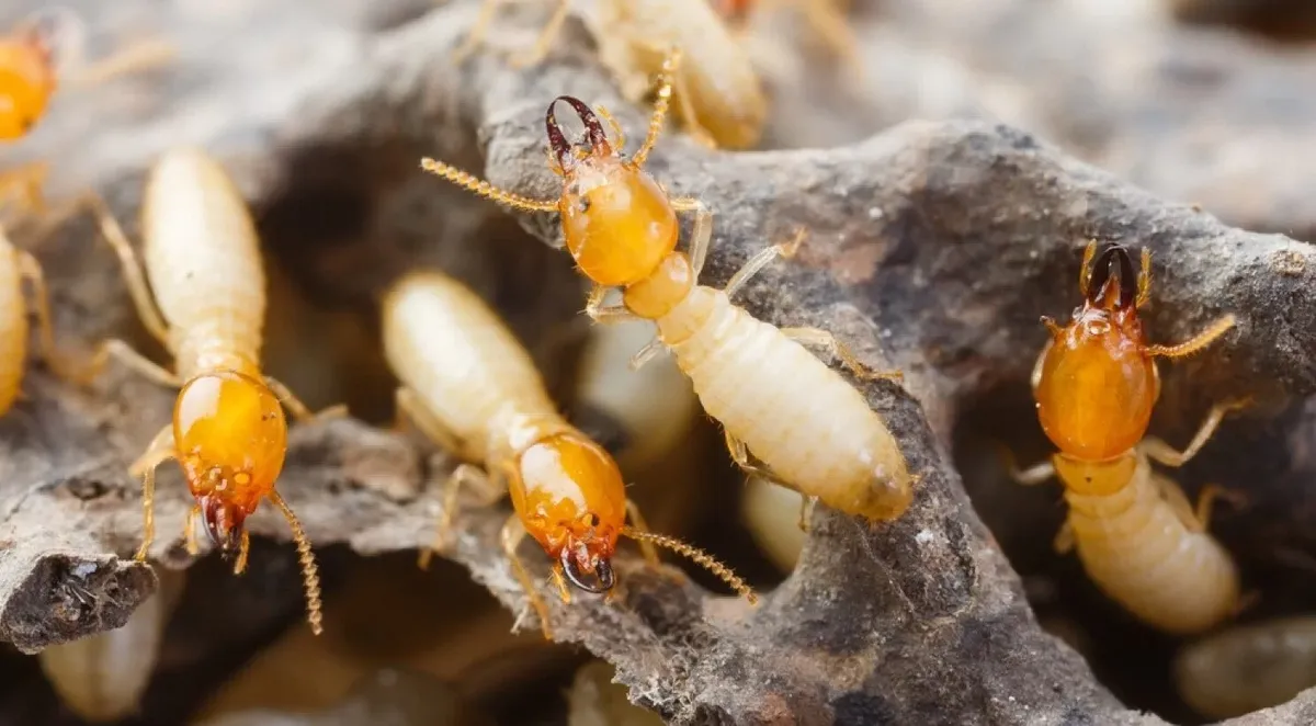 El uso de la esencia de pino logra atraer a los insectos hacia las trampas con una efectividad superior al 95%. Imagenes: Neoplagas