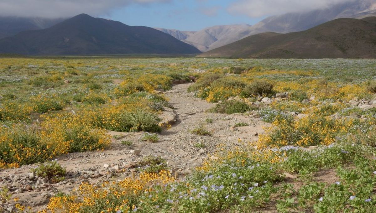 Oasis de niebla inunda el desierto de Chile dando vida a plantas únicas
