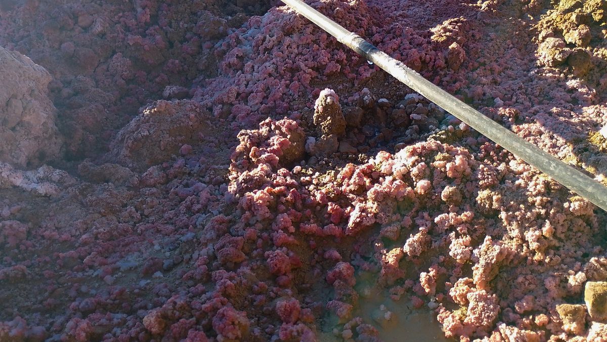 La roca con oro afectada por la solución cianurada cambia de color y se ve rosa. La roca con oro afectada por la solución cianurada cambia de color y se ve rosa.