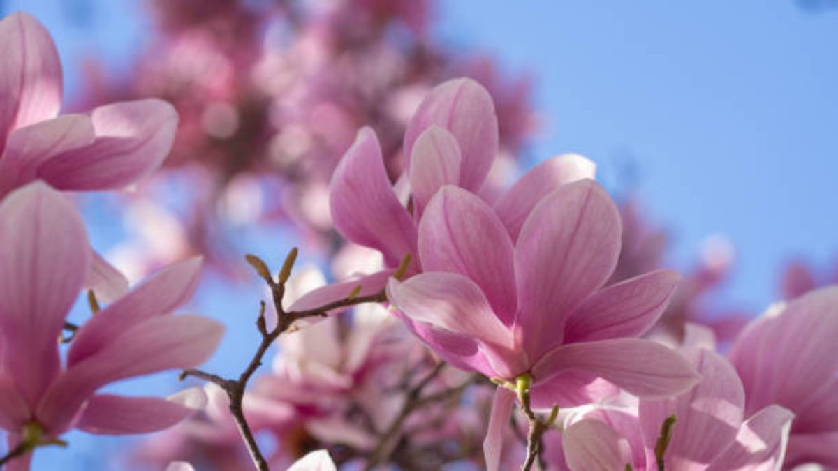 El árbol que tolera el frío, exige pocos cuidados de jardinería y florece en invierno