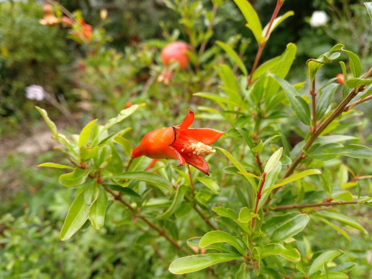 Las flores coloridas del Granado enano adornan el jard&iacute;n.