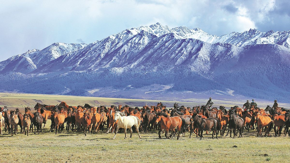 Una manada de caballos de una granja local galopa al pie de las montañas Qilian en la provincia de Gansu en mayo. WANG CHAO / PARA CHINA DAILY
