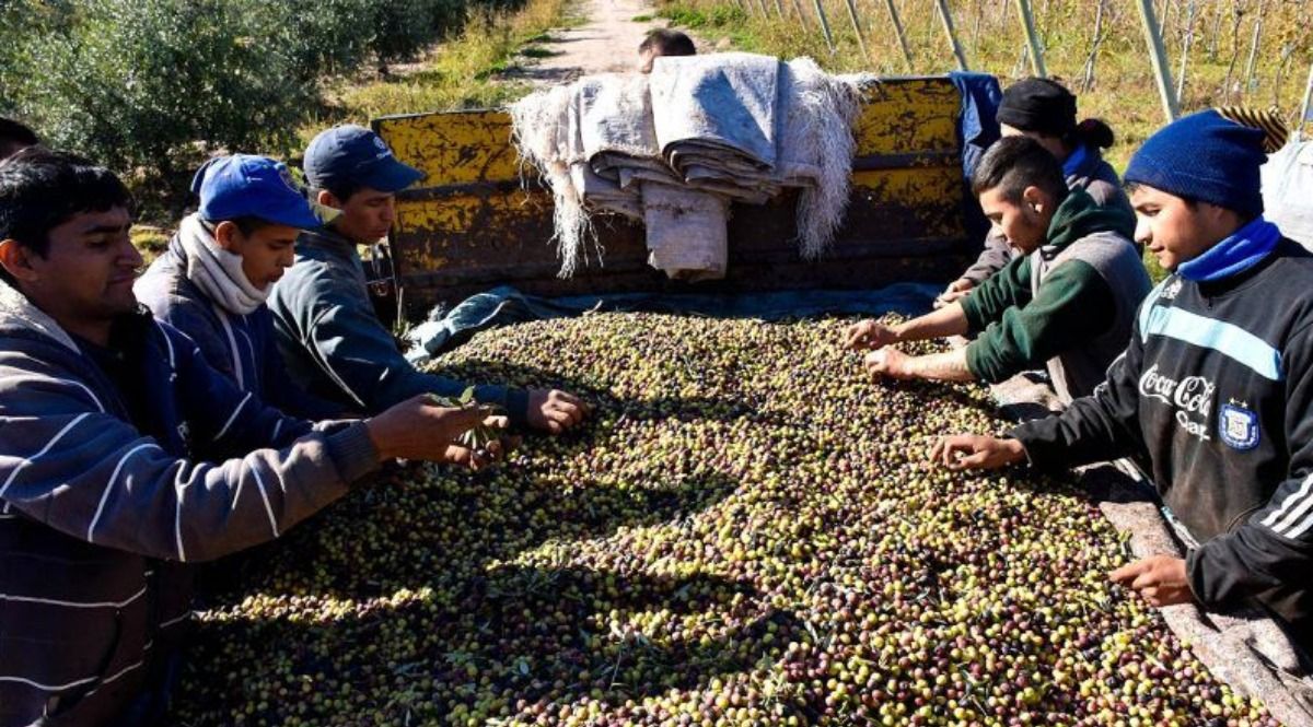 En Remar Mendoza se hacen algunos trabajos rurales, como la cosecha de olivos. 