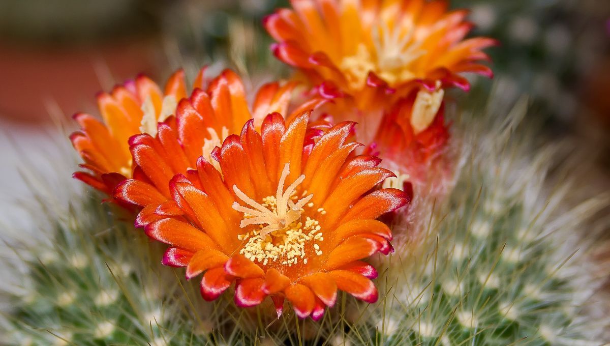 Cactus con flor. Cactus con flor. 