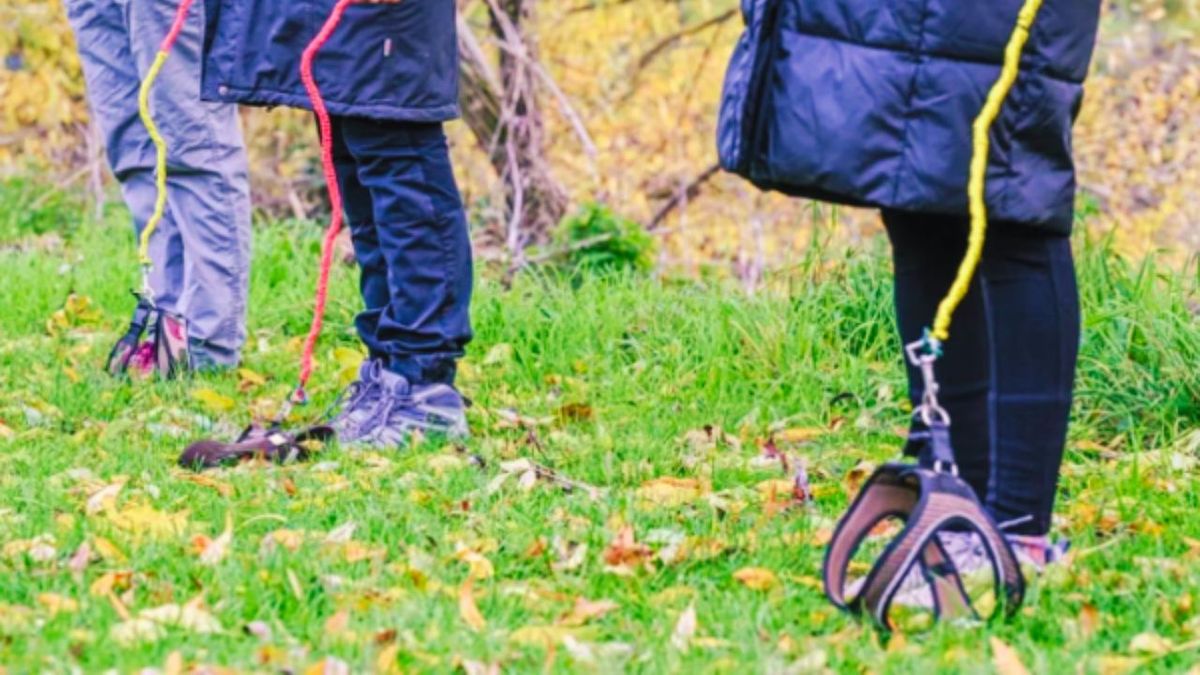 Estas personas consideran que tener perros es una complicación. Estas personas consideran que tener perros es una complicación. 