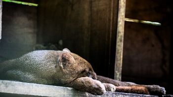 El extraño animal que avistaron en Mendoza y que no se veía desde 2021