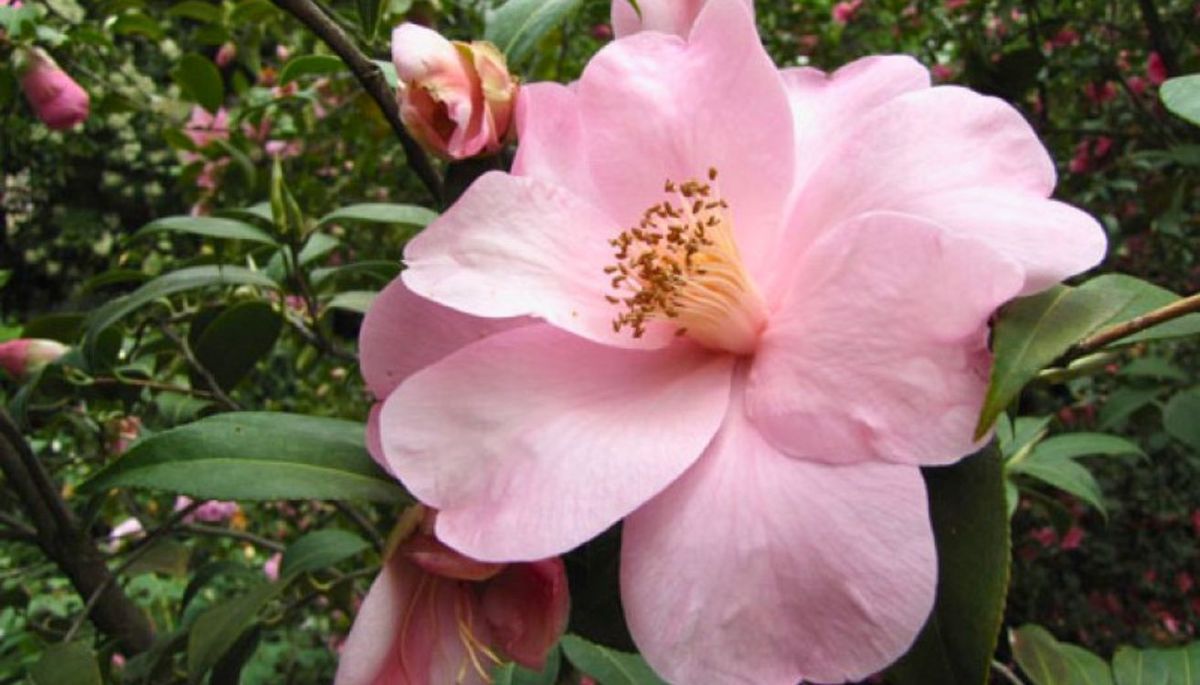 Florece abundantemente y produce capullos de forma constante incluso en sombra parcial.