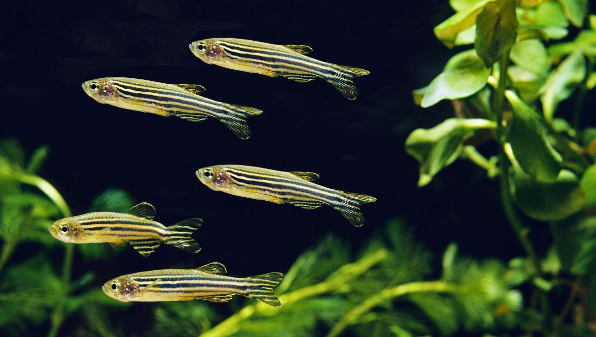 Científicos argentinos explican cómo el pez cebra reconstruye órganos dañados en tiempo récord