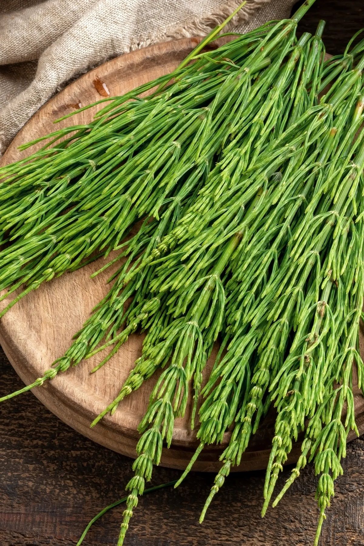 La planta de cola de caballo crece en sitios húmedos. La planta de cola de caballo crece en sitios húmedos.