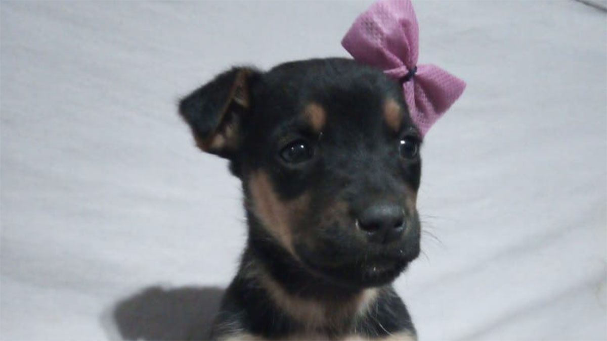 En adopción luego de ser víctima de maltrato animal en San Martín.