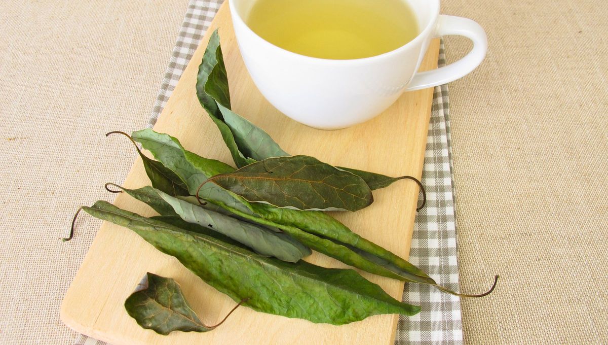 La hoja de aguacate es una planta cuya hoja se convierte en una hierba medicinal con miles de beneficios para la salud La hoja de aguacate es una planta cuya hoja se convierte en una hierba medicinal con miles de beneficios para la salud