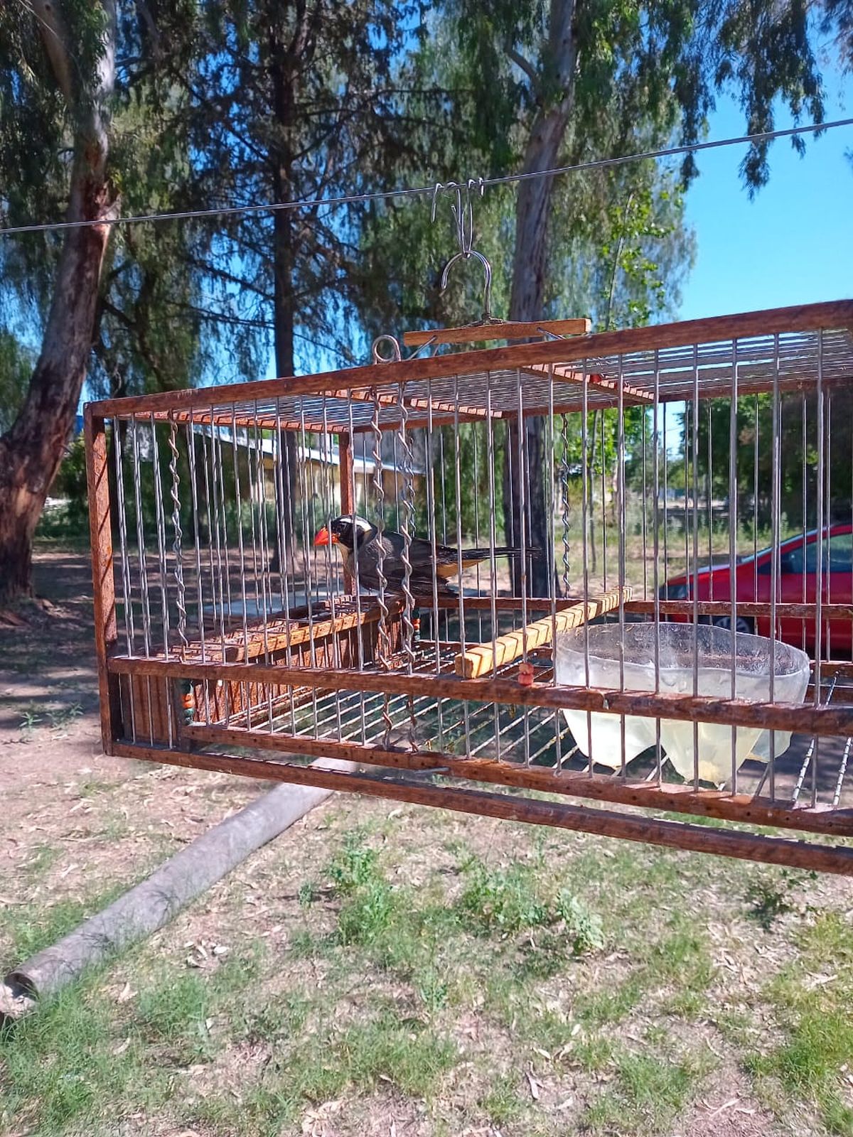Las aves rescatadas eran sometidas a maltrato. Las aves rescatadas eran sometidas a maltrato.