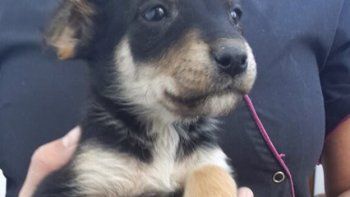 Increíble: amenazan con matar a los perros domésticos