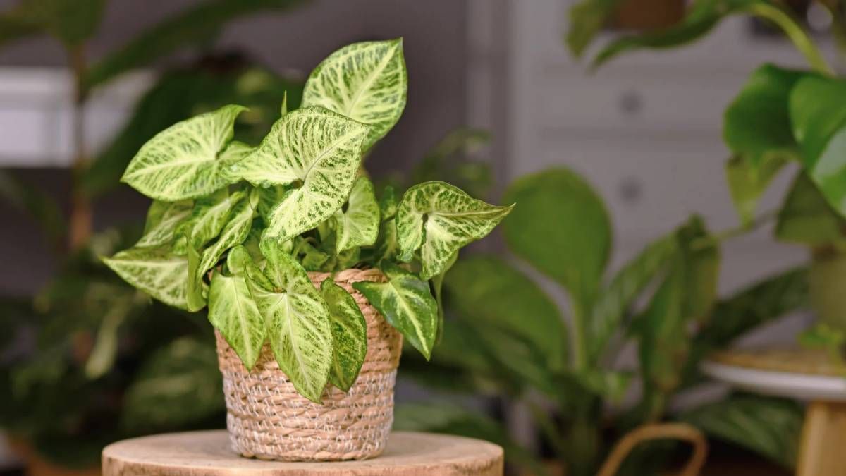 Las 7 plantas más fáciles de cuidar y que soportan poca luz
