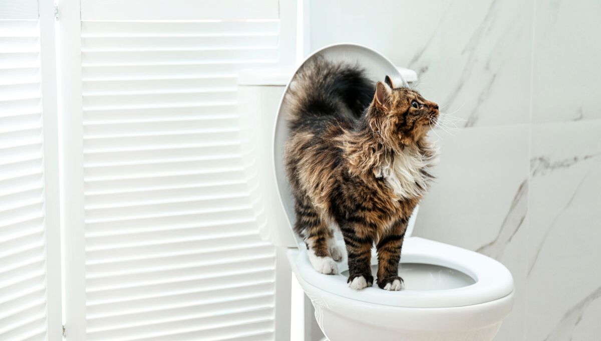 El hecho de que un gato defeque fuera de su arenero puede tener distintos significados