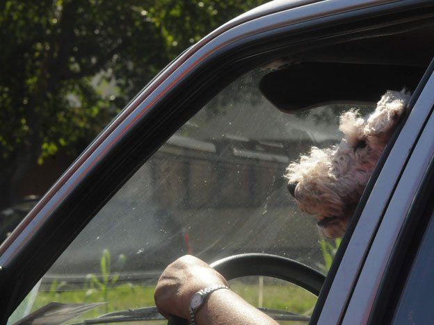 Otro perro al volante