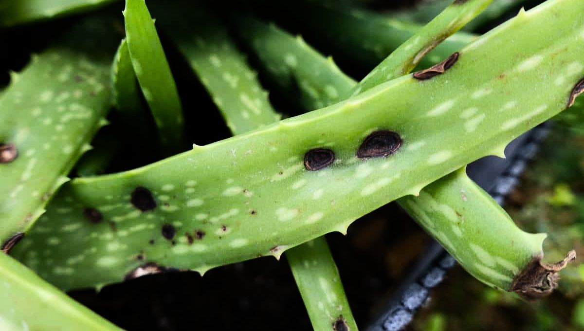 La planta de aloe vera puede presentar agujeros por dos o más motivos específicos