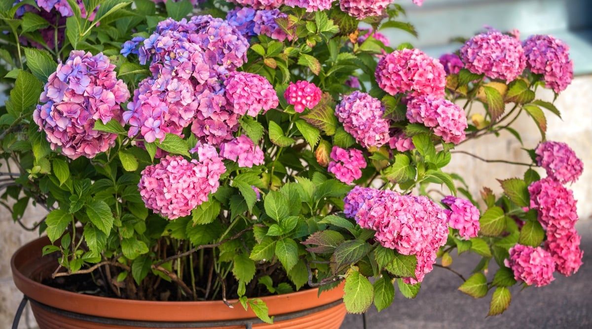 Si tu planta de hortensias está moribunda
