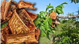 El árbol originario de méxico cuyo remedio natural promete curar múltiples dolencias El árbol originario de méxico cuyo remedio natural promete curar múltiples dolencias