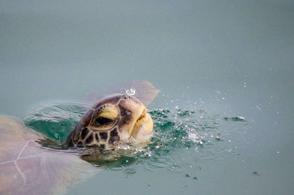 En esta playa es muy común ver tortugas marinas. En esta playa es muy común ver tortugas marinas.