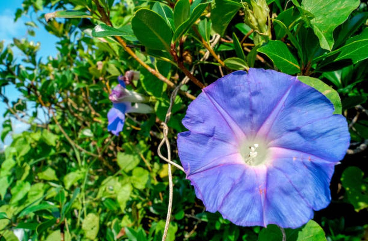 Si te apasionan las flores extravagantes, este ejemplar es el indicado para tu jardín. Si te apasionan las flores extravagantes, este ejemplar es el indicado para tu jardín.