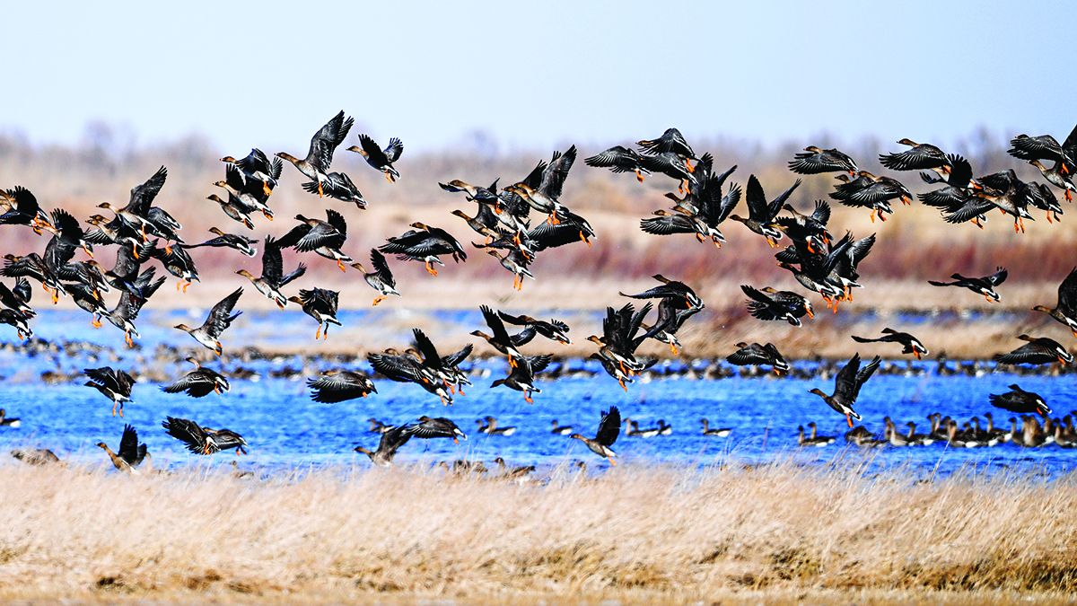 Una bandada de aves migratorias alza el vuelo en unos humedales protegidos de la Región Autónoma de Mongolia Interior.LIAN ZHEN / XINHUA