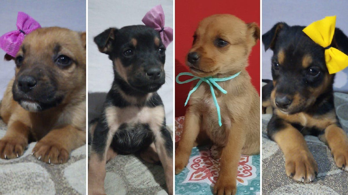 Maltrato animal: cuatro perritos rescatados en San Martín buscan un hogar 