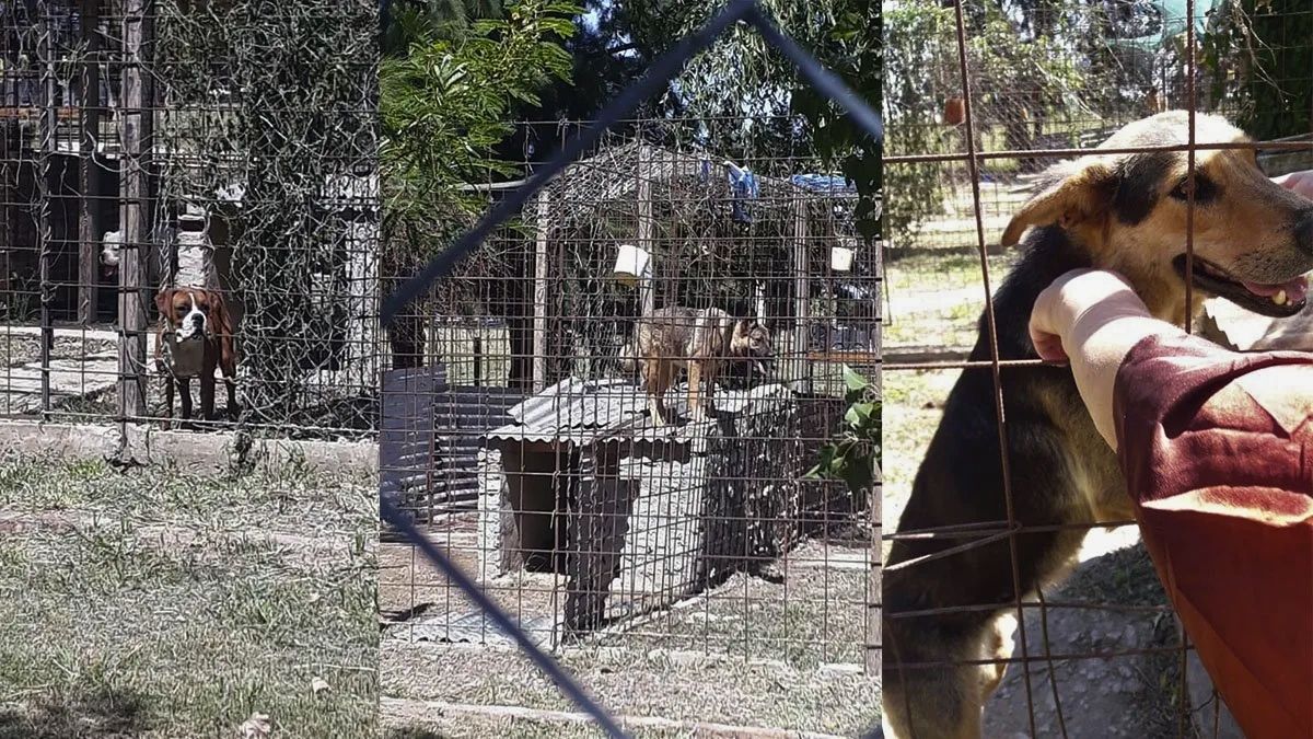 La pena que arriesga el dueño de 10 perros que 