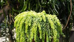 Esta planta suculenta tiene unos tallos con unas hojas carnosas que parecen trenzadas.