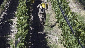 Presentarán en Mendoza un nuevo embalaje de vino sostenible en un foro vitivinícola
