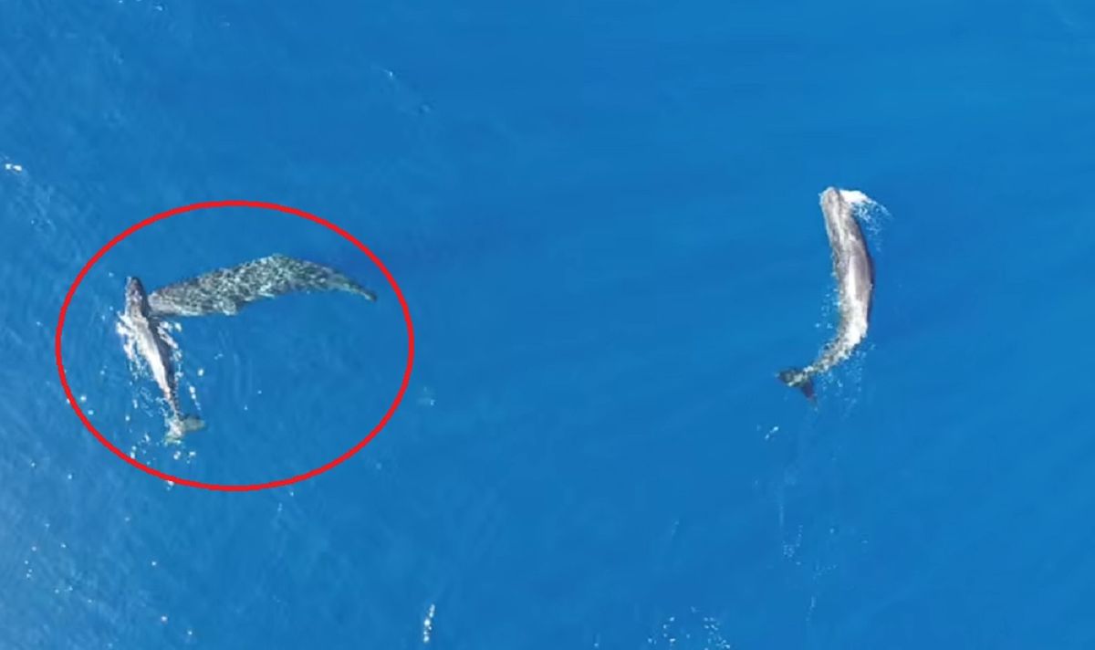 Científicos filman el comportamiento más extraño de las ballenas: inspiró