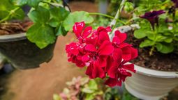 Así podés estimular la floración del geranio o malvón.