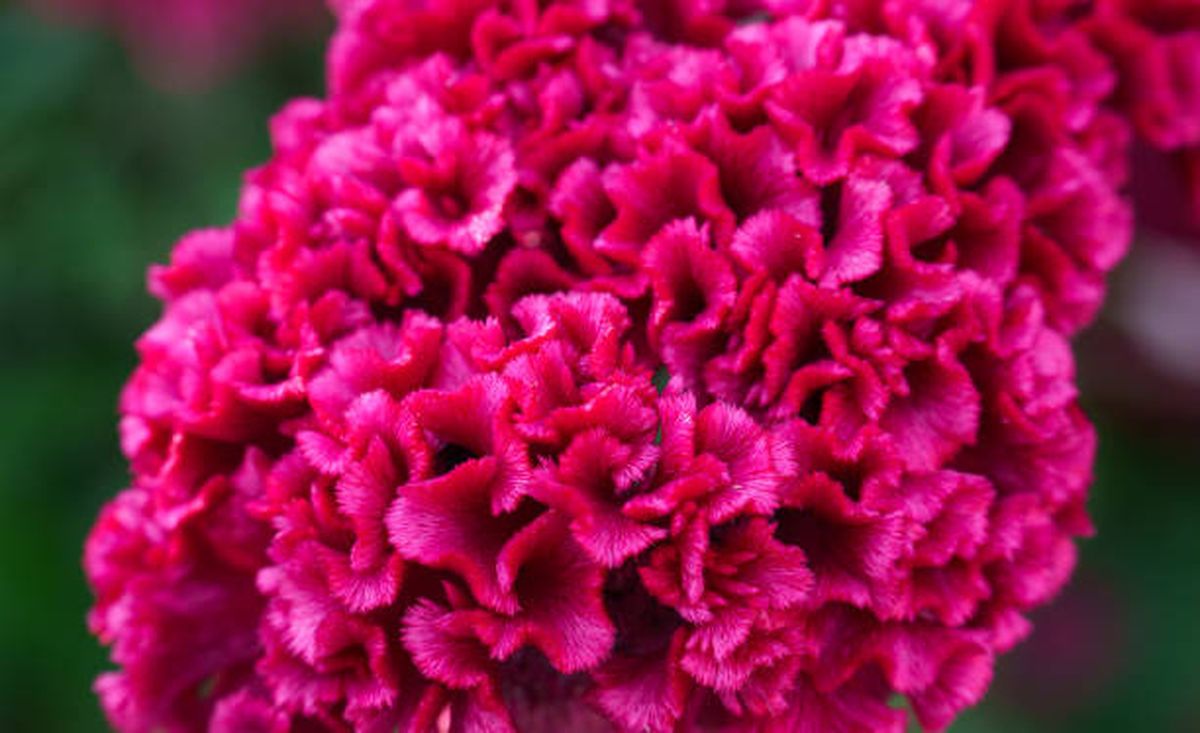 'Flor de terciopelo' o 'Cresta de gallo'. 'Flor de terciopelo' o 'Cresta de gallo'.