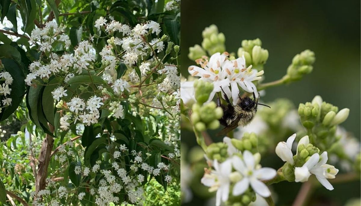 Las flores de este árbol atraen abejas, colibríes y mariposas. Las flores de este árbol atraen abejas, colibríes y mariposas.