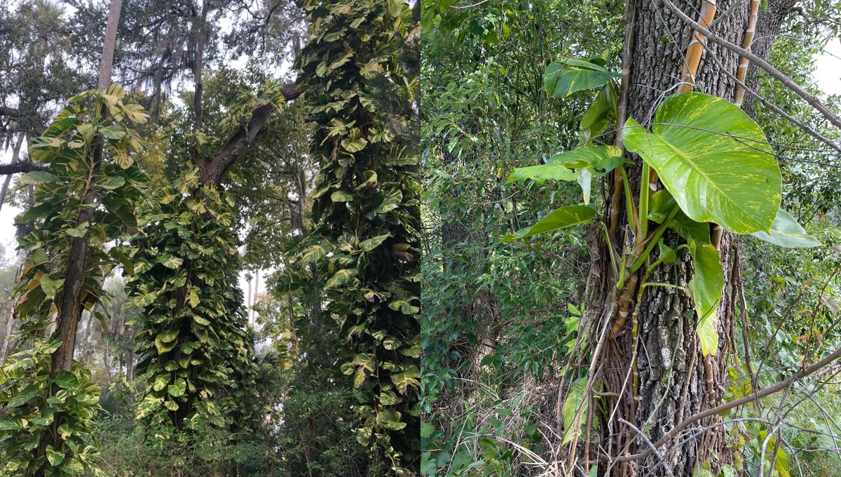 Puede vivir muchos meses y reproducirse de forma constante por medio de sus tallos o esquejes. Puede vivir muchos meses y reproducirse de forma constante por medio de sus tallos o esquejes. 