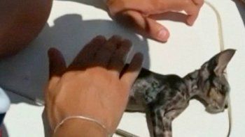 Una vida menos para el gatito que se salvó gracias a los primeros auxilios de guardia costera