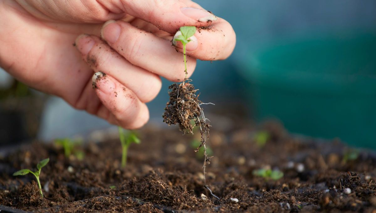 Plantar un jazminero desde semilla puede ser un proceso un poco más lento que hacerlo con esquejes o plantas jóvenes, pero es una experiencia muy gratificante si disfrutas de ver el ciclo de vida completo de la planta. Plantar un jazminero desde semilla puede ser un proceso un poco más lento que hacerlo con esquejes o plantas jóvenes, pero es una experiencia muy gratificante si disfrutas de ver el ciclo de vida completo de la planta.