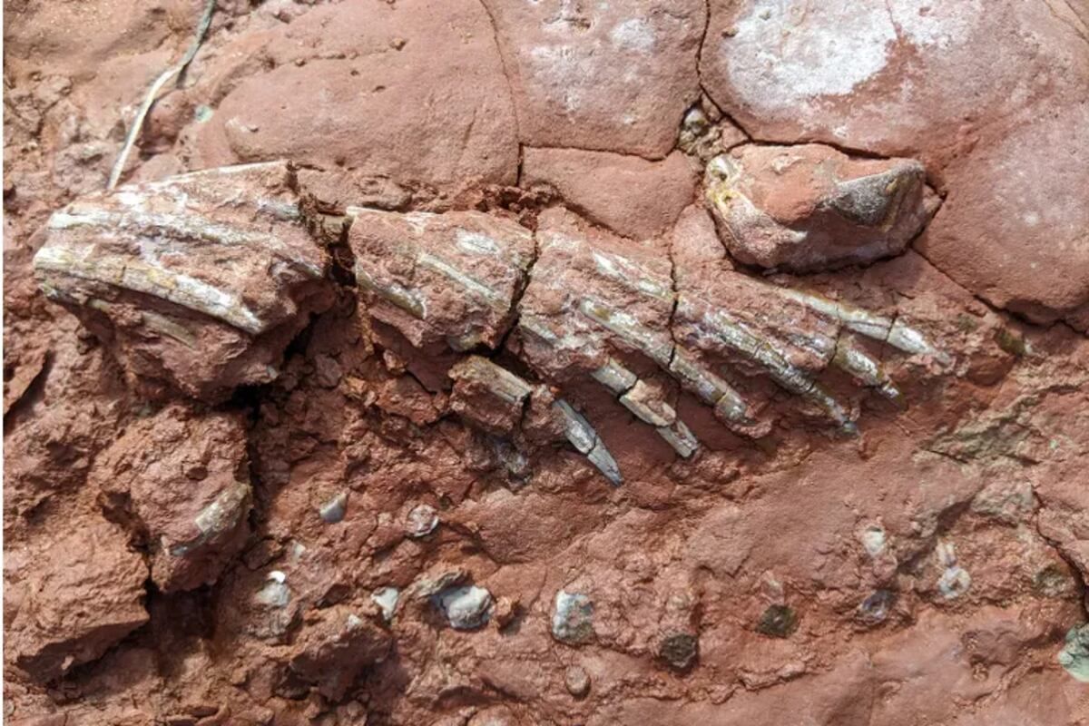 El descubrimiento de un raro animal prehistórico que impactó a los científicos del mundo El descubrimiento de un raro animal prehistórico que impactó a los científicos del mundo