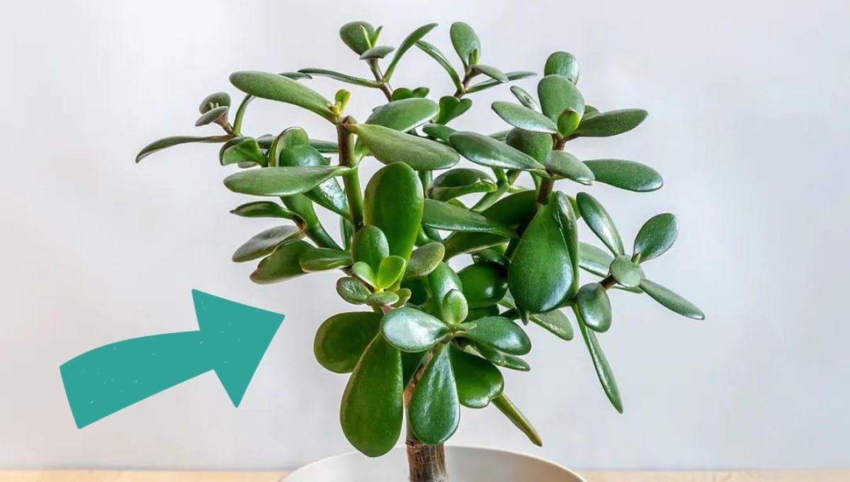 Cómo cortar correctamente un árbol de Jade