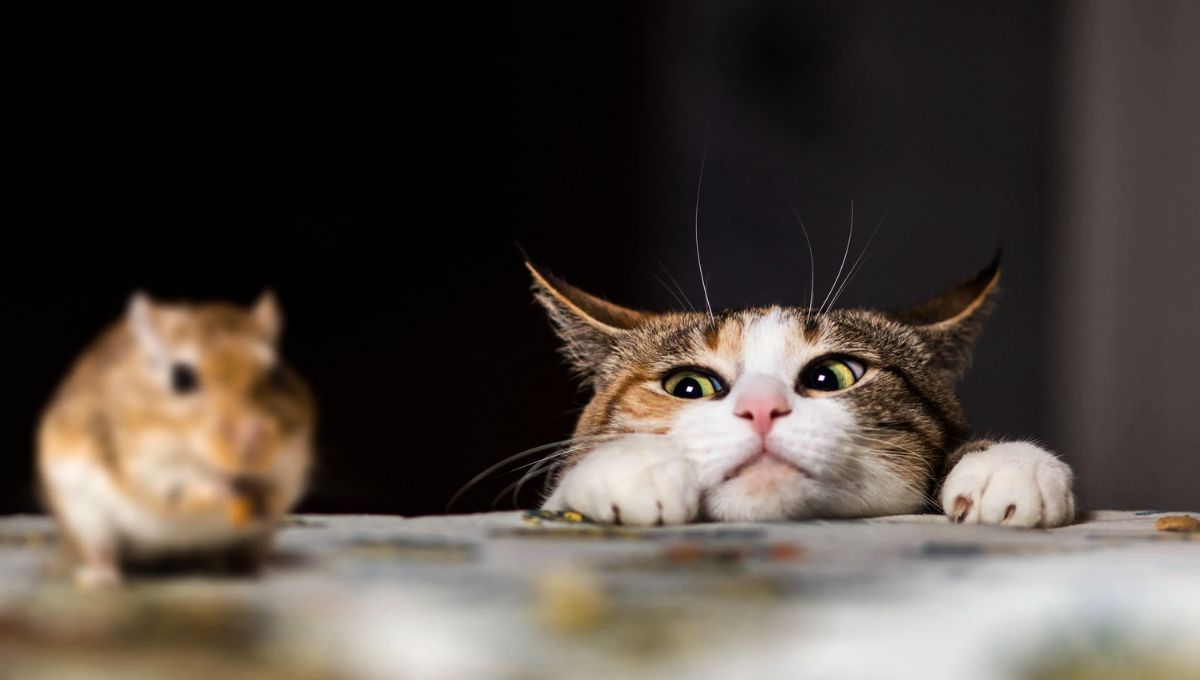 Una raza de gato es ideal para eliminar la presencia de ratas en el hogar 