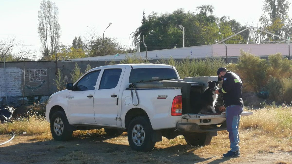 Intensa búsqueda de Abigail Carniel en el barrio Jorge Newvery, de Las Heras