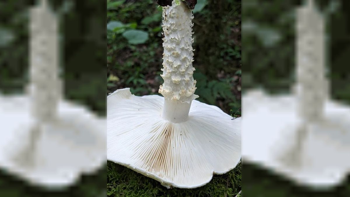 Científicos del Conicet y la UBA descubrieron una nueva especie de hongo en un Parque Nacional de Salta y lo llamaron Científicos del Conicet y la UBA descubrieron una nueva especie de hongo en un Parque Nacional de Salta y lo llamaron