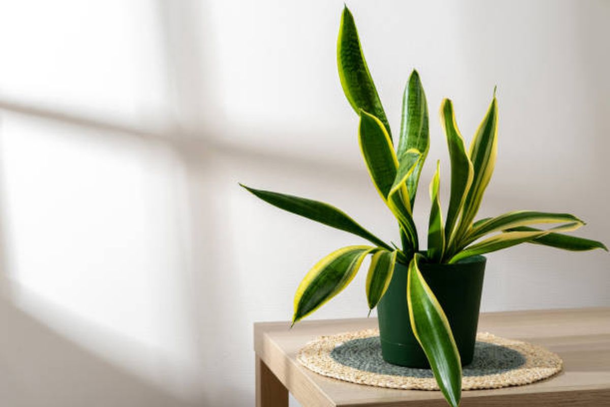 Conocé los beneficios de colocar arena en tu sansevieria. Conocé los beneficios de colocar arena en tu sansevieria.