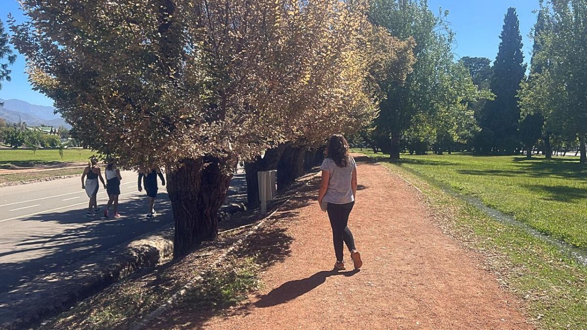 Los olmos afectados por la plaga del cascarudo lucen sus hojas blancas como si estuviesen secas por el otoño. Los olmos afectados por la plaga del cascarudo lucen sus hojas blancas como si estuviesen secas por el otoño.