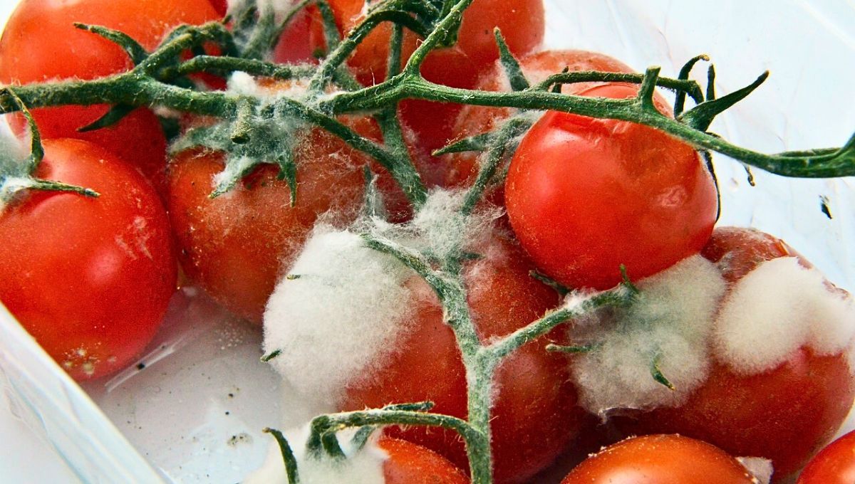 Cómo evitar que los tomates se llenen de hongos y moho cuando están en la heladera