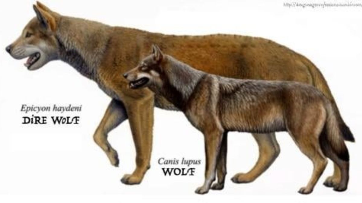 El lobo terrible es un animal mucho más grande del que ya conocemos. El lobo terrible es un animal mucho más grande del que ya conocemos.